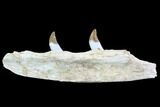 Archaeocete (Primitive Whale) Jaw Section - Basilosaur #89255-1